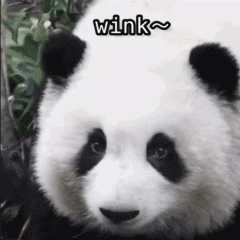 熊猫花花GIF：向你眨眼wink - 大熊逗图 -狐狸小站