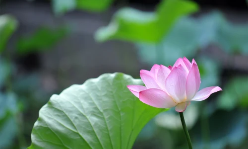 【291】风景壁纸  4K 超清壁纸3840_2400@青蛙壁纸-笨猫小站