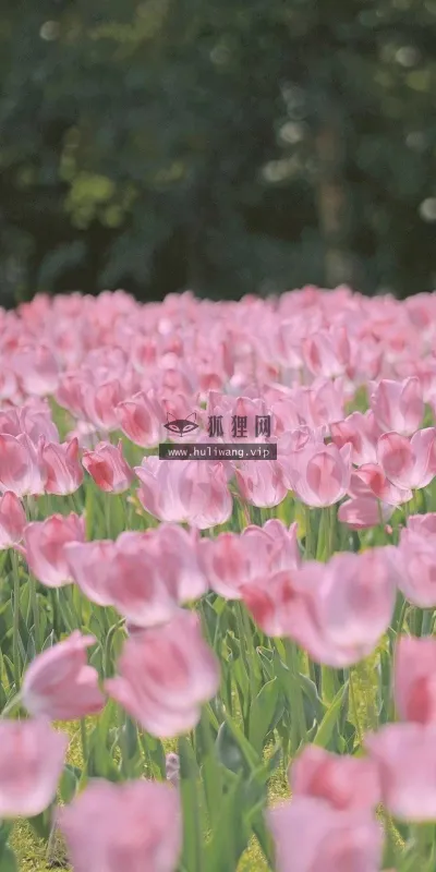 【581】风景壁纸  2K 高清壁纸1080_1921@青蛙壁纸-笨猫小站