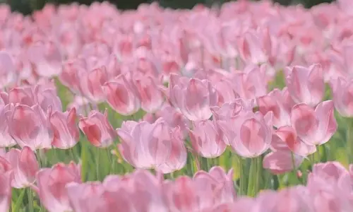 【581】风景壁纸  2K 高清壁纸1080_1921@青蛙壁纸-笨猫小站