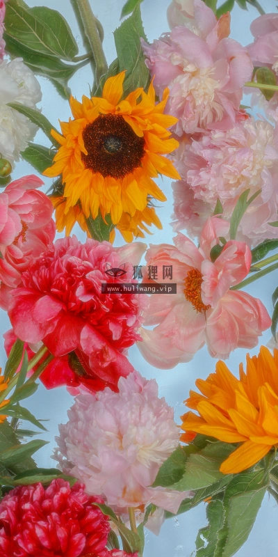 【746】创意壁纸  4K 超清壁纸1440_3120@青蛙壁纸-笨猫小站