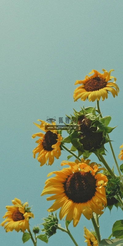 【864】创意壁纸  4K 超清壁纸1440_3120@青蛙壁纸-笨猫小站