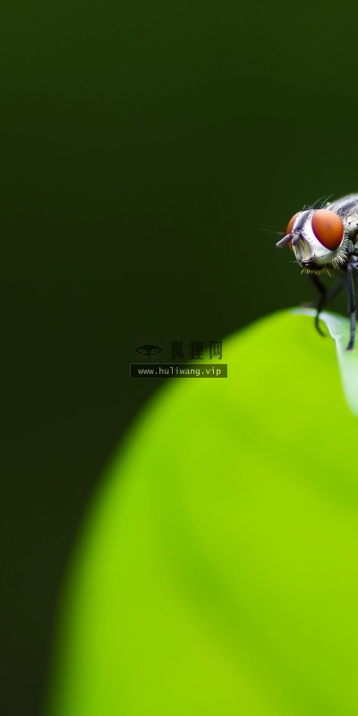 【1352】风景壁纸  4K 超清壁纸3840_2400@青蛙壁纸-笨猫小站