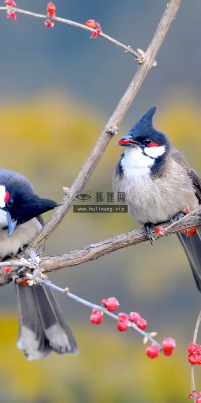 【1516】风景壁纸  4K 超清壁纸3840_2400@青蛙壁纸-笨猫小站