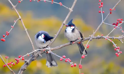 【1516】风景壁纸  4K 超清壁纸3840_2400@青蛙壁纸-笨猫小站
