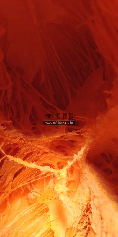 【2330】创意壁纸  2K 高清壁纸2560_1600@青蛙壁纸-笨猫小站