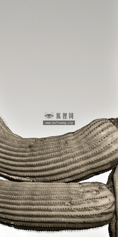 【2407】创意壁纸  2K 高清壁纸2560_1600@青蛙壁纸-笨猫小站