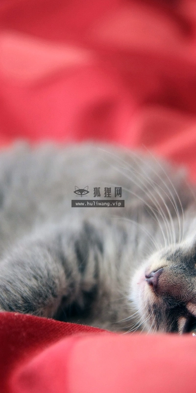 【2481】动物壁纸  2K 高清壁纸2560_1600@青蛙壁纸-笨猫小站