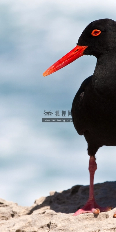 【2484】动物壁纸  2K 高清壁纸2560_1600@青蛙壁纸-笨猫小站