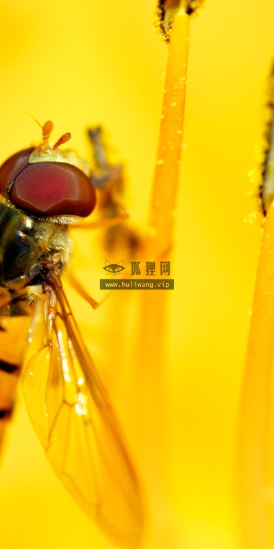 【2487】动物壁纸  2K 高清壁纸2560_1600@青蛙壁纸-笨猫小站
