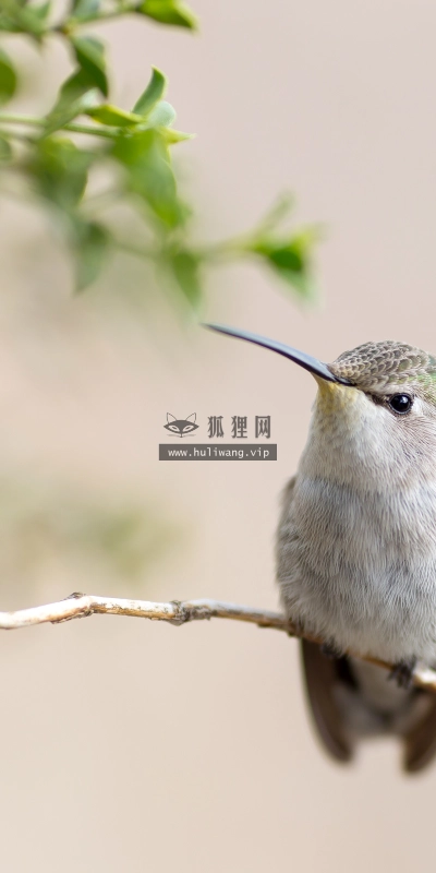 【2505】动物壁纸  4K 超清壁纸3840_2400@青蛙壁纸-笨猫小站