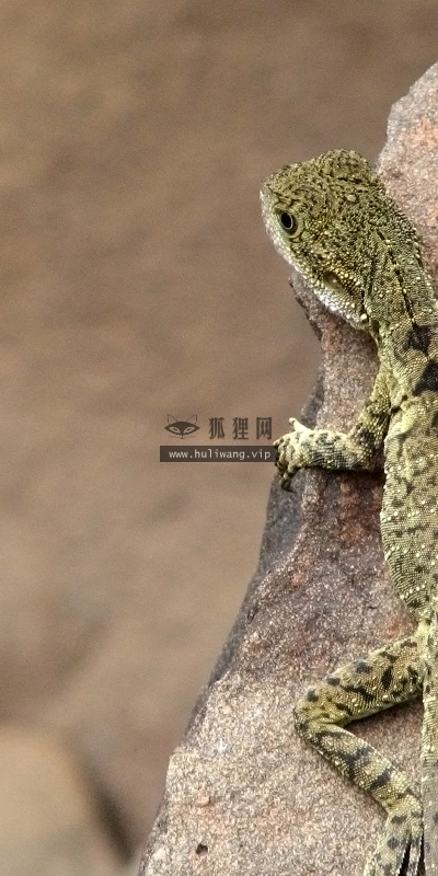 【2512】动物壁纸  2K 高清壁纸2560_1600@青蛙壁纸-笨猫小站