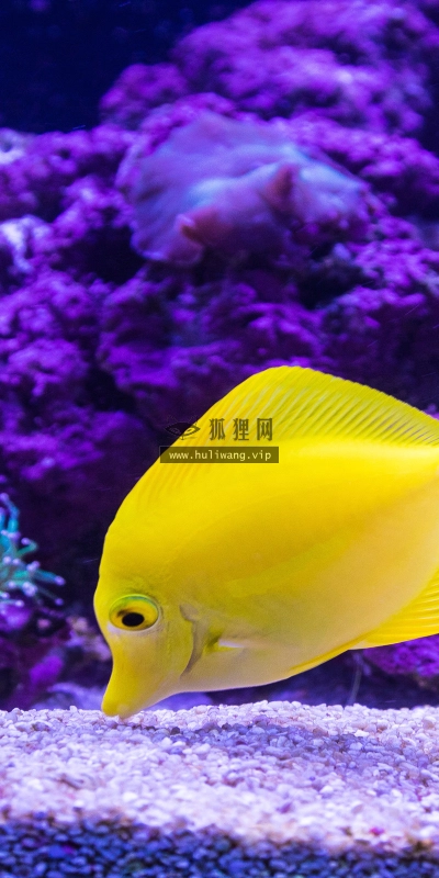 【2519】动物壁纸  2K 高清壁纸2560_1600@青蛙壁纸-笨猫小站