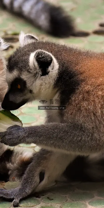 【2535】动物壁纸  4K 超清壁纸3840_2160@青蛙壁纸-笨猫小站