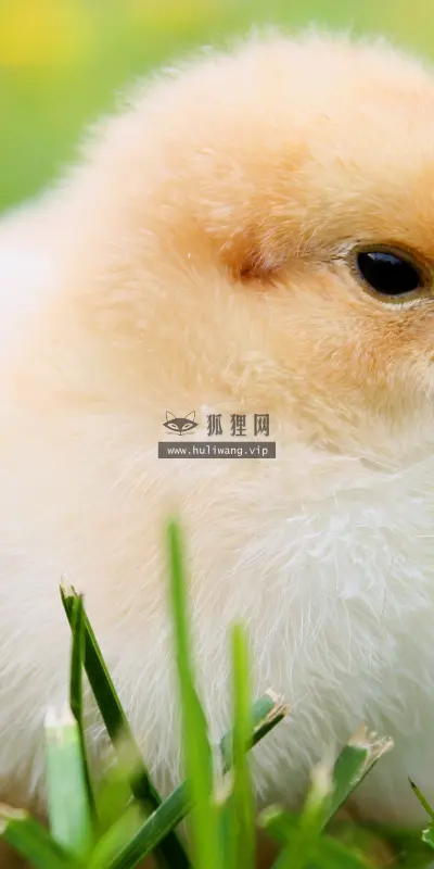 【2536】动物壁纸  8K 超清壁纸16000_9000@青蛙壁纸-笨猫小站