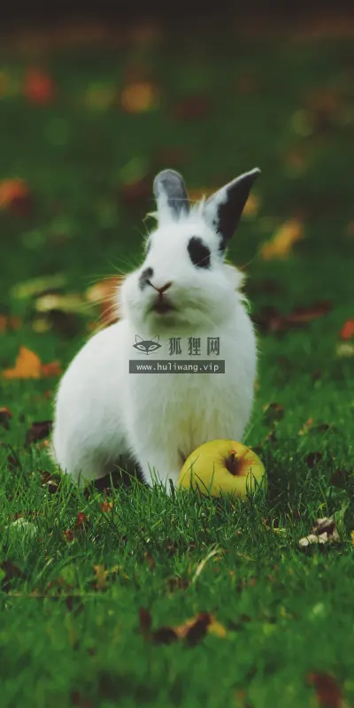 【2537】动物壁纸  8K 超清壁纸16000_9000@青蛙壁纸-笨猫小站