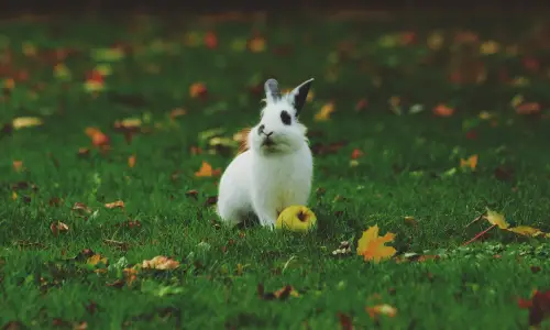 【2537】动物壁纸  8K 超清壁纸16000_9000@青蛙壁纸-笨猫小站