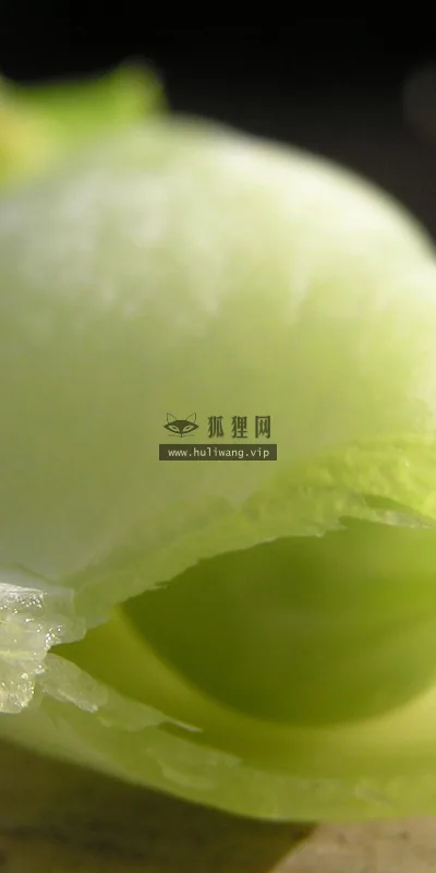 【2542】植物壁纸  2K 高清壁纸2560_1600@青蛙壁纸-笨猫小站
