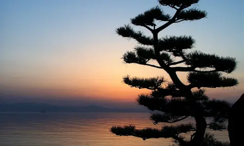 【2543】植物壁纸  2K 高清壁纸2560_1600@青蛙壁纸-笨猫小站