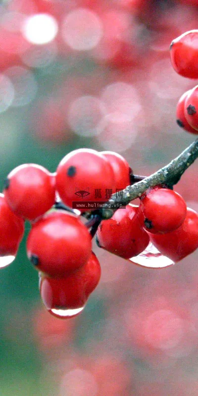 【2544】植物壁纸  2K 高清壁纸2560_1600@青蛙壁纸-笨猫小站