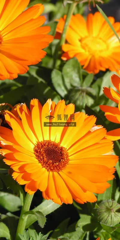 【2546】植物壁纸  2K 高清壁纸2560_1600@青蛙壁纸-笨猫小站