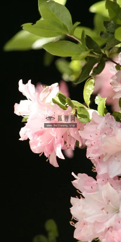 【2547】植物壁纸  2K 高清壁纸2560_1600@青蛙壁纸-笨猫小站