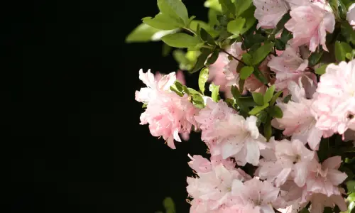 【2547】植物壁纸  2K 高清壁纸2560_1600@青蛙壁纸-笨猫小站