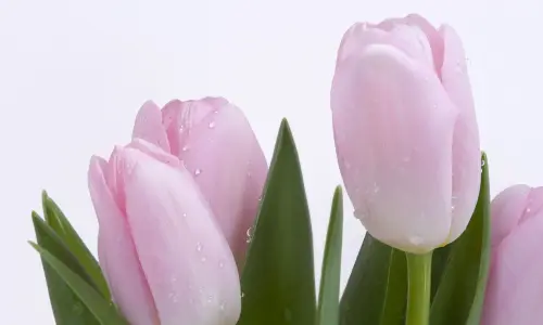 【2548】植物壁纸  2K 高清壁纸2560_1600@青蛙壁纸-笨猫小站
