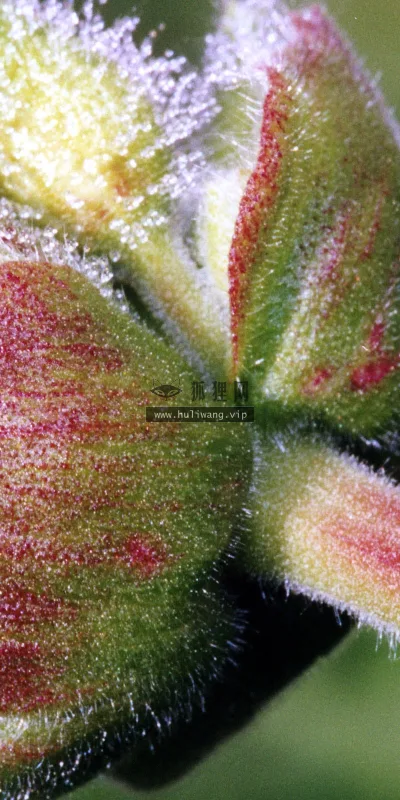 【2549】植物壁纸  2K 高清壁纸2560_1600@青蛙壁纸-笨猫小站