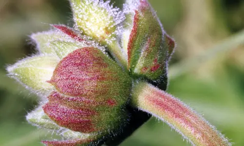 【2549】植物壁纸  2K 高清壁纸2560_1600@青蛙壁纸-笨猫小站