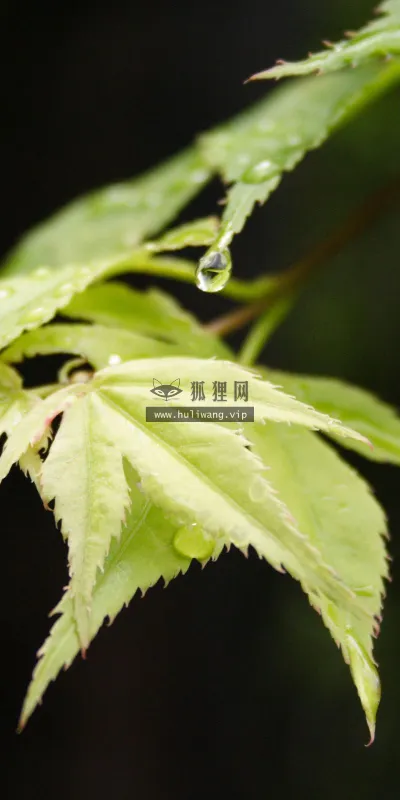 【2551】植物壁纸  2K 高清壁纸2560_1600@青蛙壁纸-笨猫小站