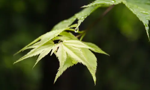 【2551】植物壁纸  2K 高清壁纸2560_1600@青蛙壁纸-笨猫小站