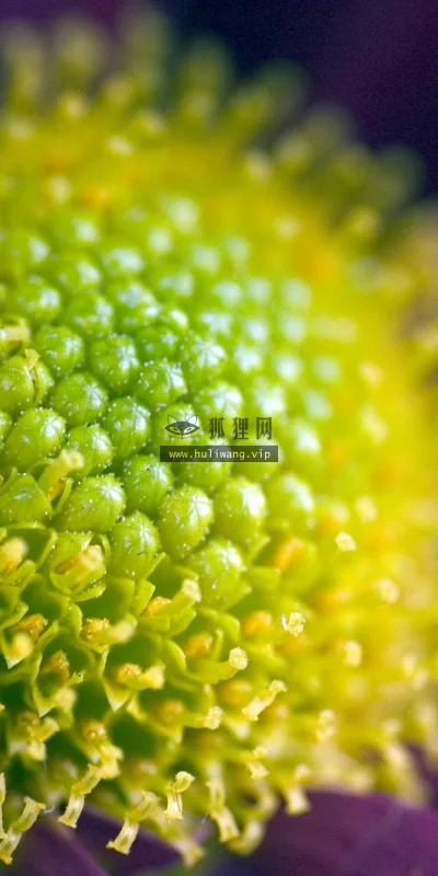 【2554】植物壁纸  2K 高清壁纸2560_1600@青蛙壁纸-笨猫小站