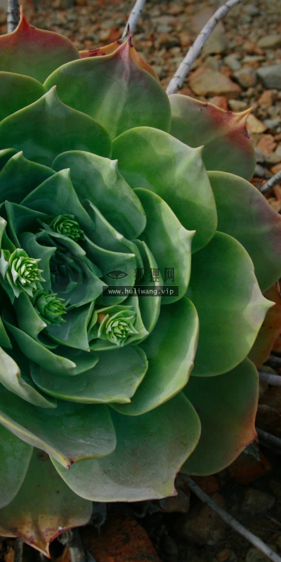【2559】植物壁纸  2K 高清壁纸2560_1600@青蛙壁纸-笨猫小站