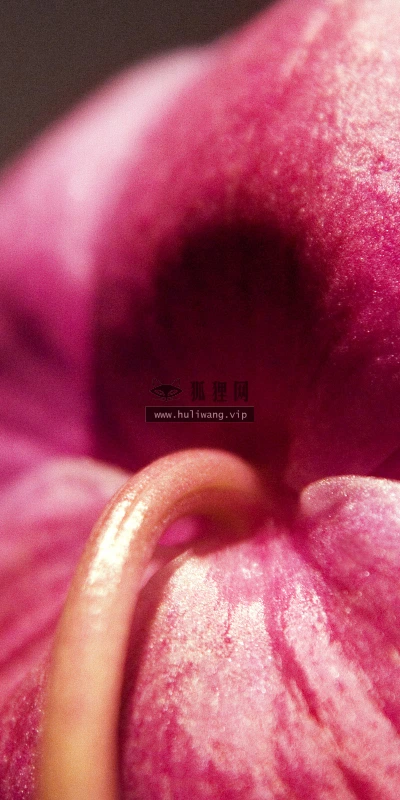 【2560】植物壁纸  2K 高清壁纸2560_1600@青蛙壁纸-笨猫小站