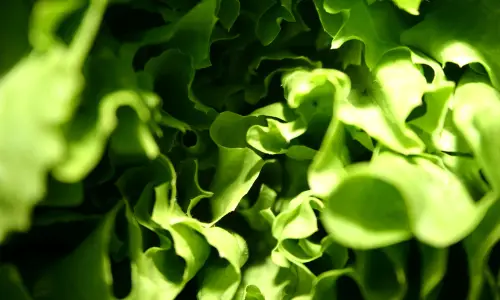 【2561】植物壁纸  2K 高清壁纸2560_1600@青蛙壁纸-笨猫小站