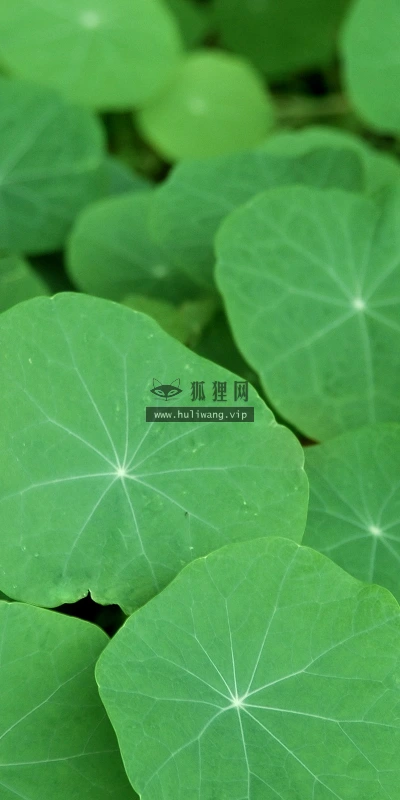 【2562】植物壁纸  2K 高清壁纸2560_1600@青蛙壁纸-笨猫小站