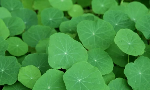 【2562】植物壁纸  2K 高清壁纸2560_1600@青蛙壁纸-笨猫小站
