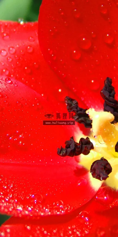 【2563】植物壁纸  2K 高清壁纸2560_1600@青蛙壁纸-笨猫小站