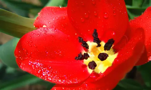 【2563】植物壁纸  2K 高清壁纸2560_1600@青蛙壁纸-笨猫小站