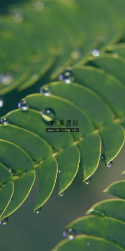 【2564】植物壁纸  2K 高清壁纸2560_1600@青蛙壁纸-笨猫小站