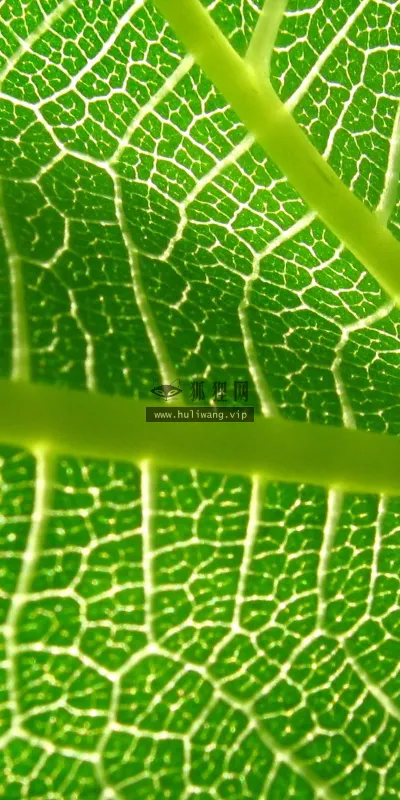 【2565】植物壁纸  2K 高清壁纸2560_1600@青蛙壁纸-笨猫小站