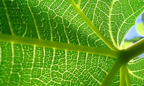 【2565】植物壁纸  2K 高清壁纸2560_1600@青蛙壁纸-笨猫小站