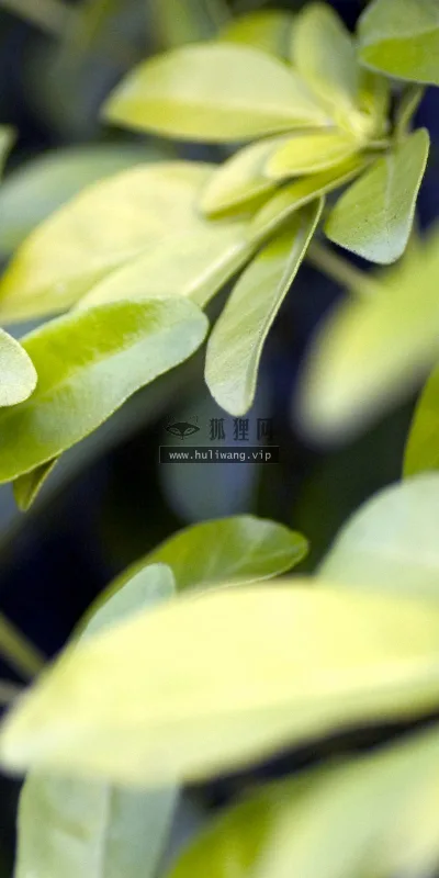 【2568】植物壁纸  2K 高清壁纸2560_1600@青蛙壁纸-笨猫小站