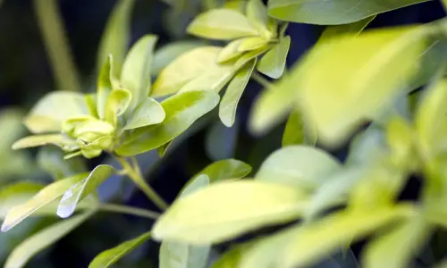 【2568】植物壁纸  2K 高清壁纸2560_1600@青蛙壁纸-笨猫小站
