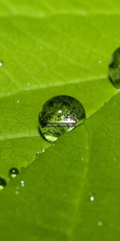 【2569】植物壁纸  2K 高清壁纸2560_1600@青蛙壁纸-笨猫小站