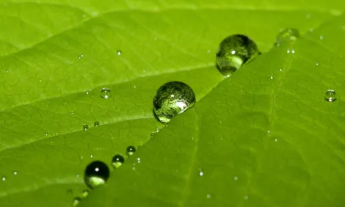 【2569】植物壁纸  2K 高清壁纸2560_1600@青蛙壁纸-笨猫小站