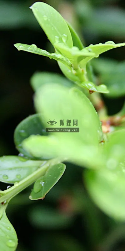【2571】植物壁纸  2K 高清壁纸2560_1600@青蛙壁纸-笨猫小站