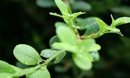 【2571】植物壁纸  2K 高清壁纸2560_1600@青蛙壁纸-笨猫小站