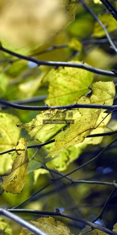 【2572】植物壁纸  2K 高清壁纸2560_1600@青蛙壁纸-笨猫小站